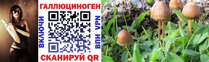 Купить  Пучеж  Псилоцибиновые грибы GOLDEN TEACHER 